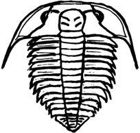c. Skalömsningen hos den överkambriska trilobiten Olenus truncatus I sydöstra Närkes olenus-lager finns på en nivå (ev. två) i truncatus-subzonen skalfragment i position efter skalömsningen.