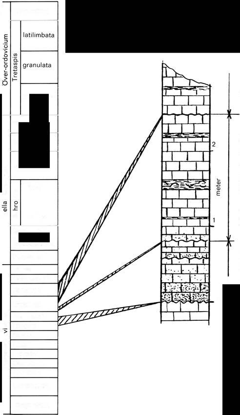 s kandinaviskt schema f ör mellansverige 440 ---- miljoner år sedan Dalmanitina Yxhults expansuslager seticornis Ranicepskalk "Skagen" Macrourus Ludibundus 'ö - l----r-----1 ""C c övre o '" c w e '".
