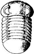 Megistaspis