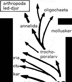Figur visande hur den jämföra nde anatomien antar att djurgrupperna kan vara besläktade hirudinea echinoidea priapulid,er n d ea p phoronida l \ bryozoa kina- l rotatoria pora arv acrania r ynca h