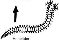 toider " Proarthropoder (klomaskar) '