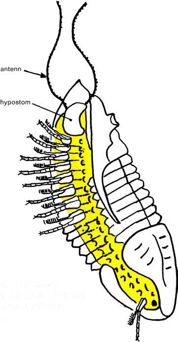 Undersida av trilobiten Megistaspis nericus