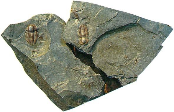 Ellipsocephalus polytamus Vanlig i hela oelandicuslagret, ofta finns flera hela exemplar intill