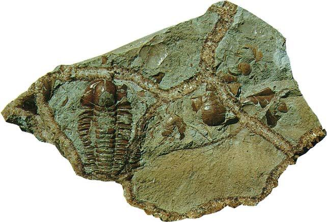 Ellipsocephalus leiostracus Dessa trilobiter förekommer i paradoxissimus-zonen (tiden efter