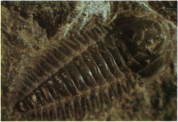 Peltura scarabaeoides Trilobiten är intressant då den finns i de uranhaltiga lagren.