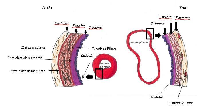 Dilatation innebär att kärlet ökar i diameter, detta sker då muskeln är avslappnad. Mellan t. media och t. externa finns ett tunt band av elastiska fibrer, det yttre elastiska membranet. T.