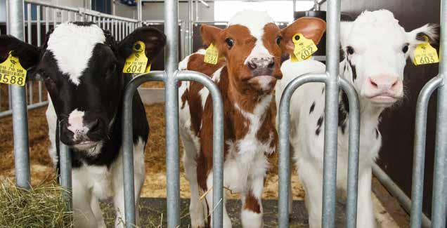TEMA: Kalvkomfort Viktigt med en bra kalvningsmiljö För att kunna skapa en bra kalvningsmiljö är det viktigt att veta hur kor och nyfödda kalvar beter sig när de är i det fria.