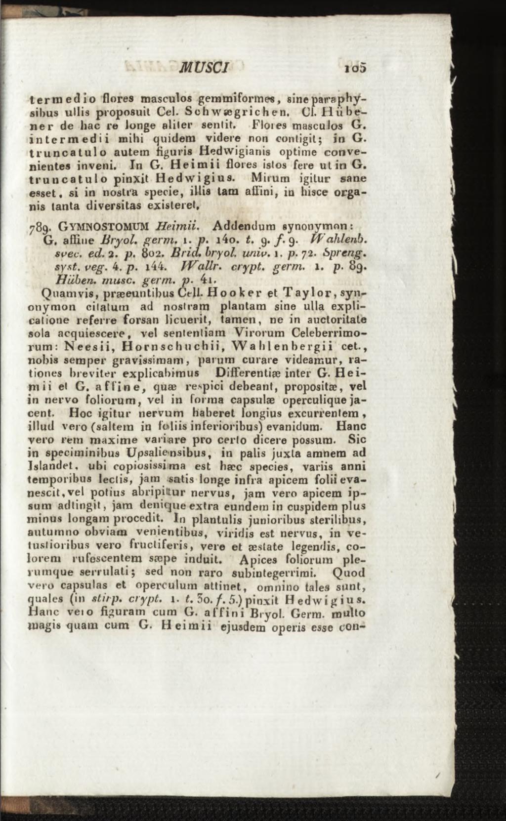 termed io flores masculos gemmiformes, sine para physilms ullis proposuit Cei. Schwægrich en. Cf. H iib e - n e r de hac re longe eliler sentit. Floies masculos G.