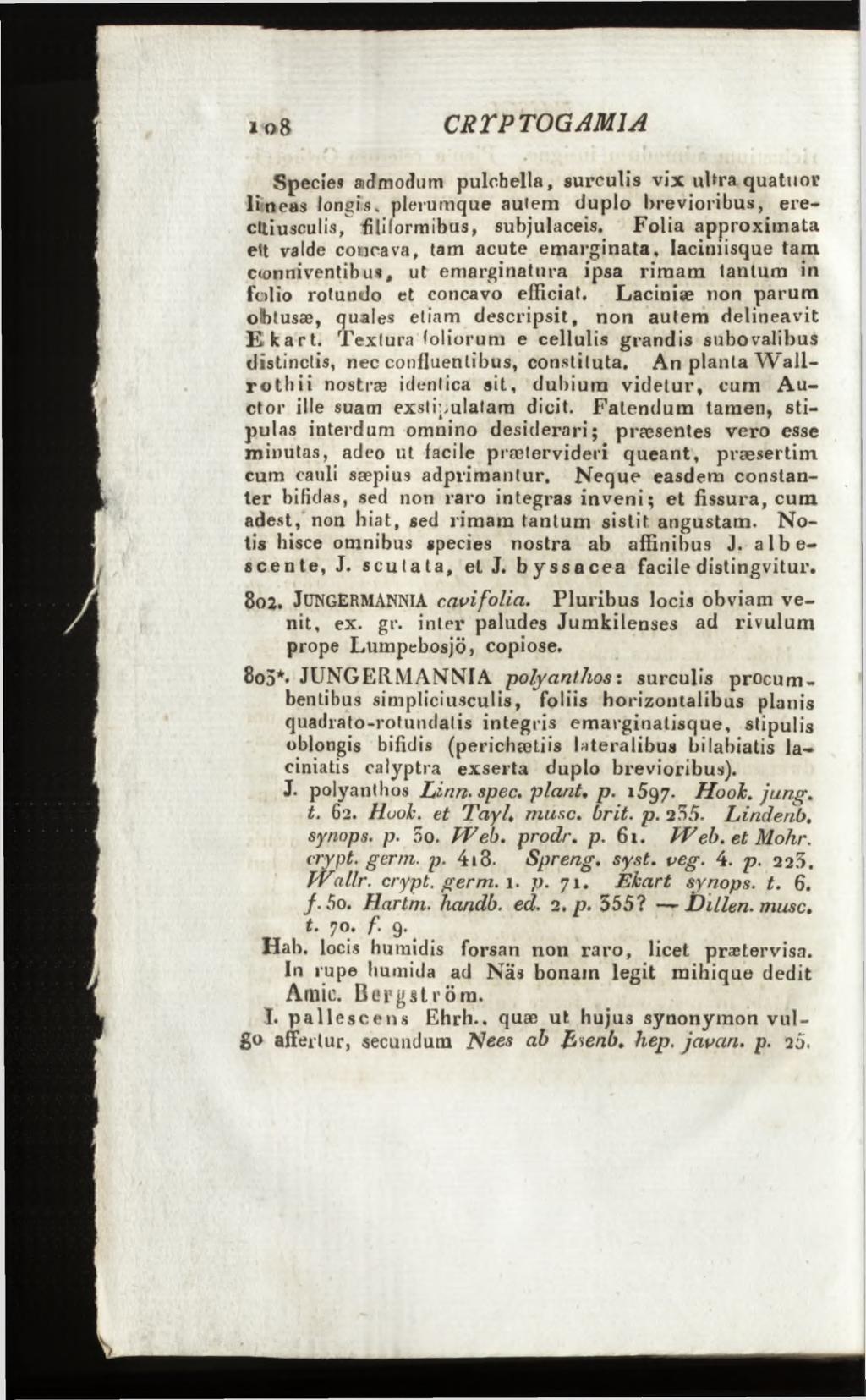 Species admodum pulchella, surculis vix ultra quatuor lineas longis, plerumque autem duplo brevioribus, erecttiusculis, filiformibus, subjulaceis.