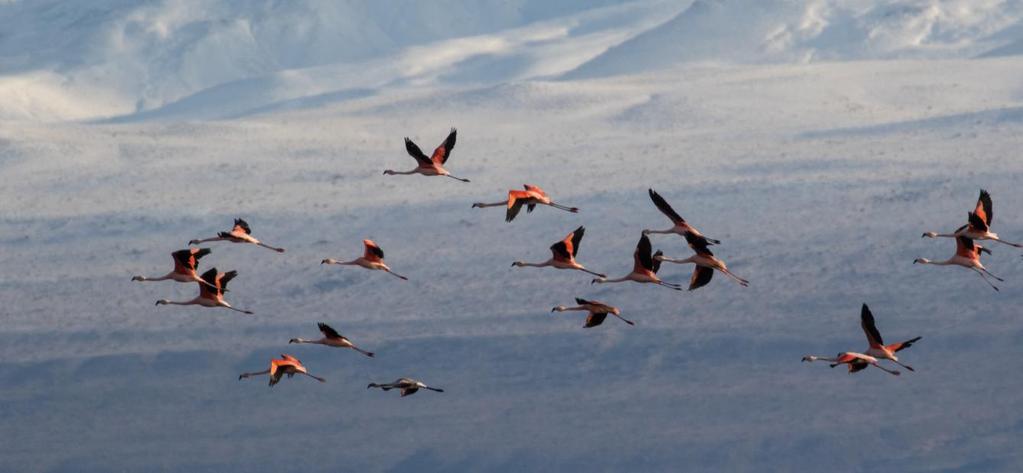 Södra Argentina 8 24 november 2018 med Mikael Käll Chilean Flamingo över Lago Argentino vid El Calafate. Foto: Mikael Käll Varmt välkommen på AviFaunas resa till södra Argentina!