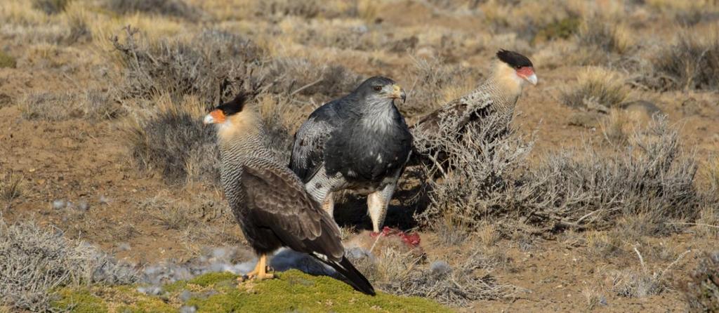 Flockar av guanacos och rheas rör sig makligt över patagoniens vidsträckta slätter och över Andernas spetsiga toppar kretsar kondorerna som de gjort i årtusenden.