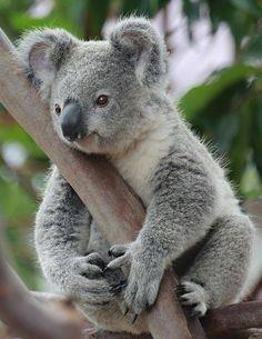 Tack vare den geografiska isoleringen och avsaknad av rovdjur har här skapats ett unikt och variationsrikt djurliv. Vi bor på Kangaroo Island Seafront 3,5* i Penneshaw.