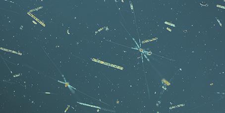 More detailed information on species composition and abundance The Skagerrak Å17 (open Skagerrak) 19 th of May The phytoplankton diversity was high being the month of May.