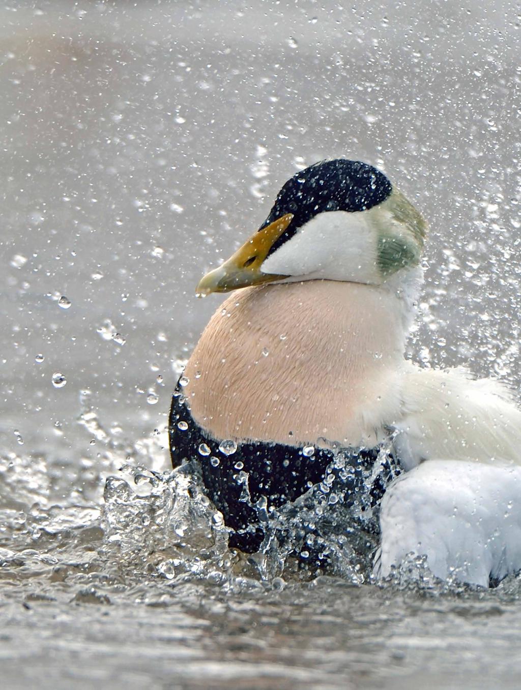 Levande Skärgårdsnatur 2018 Med rapporter från 2017 Skärgårdsstiftelsen i Stockholms län i