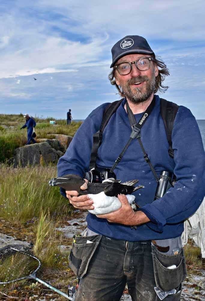 RINGMÄRKNING AV KUSTFÅGLAR Claes Kyrk med en tordmule. Foto Gertrud Söderberg. Ibland är det svårt att nå fåglarna, foto Karen Andersson. 41-årig sillgrissla, foto Claes Kyrk.