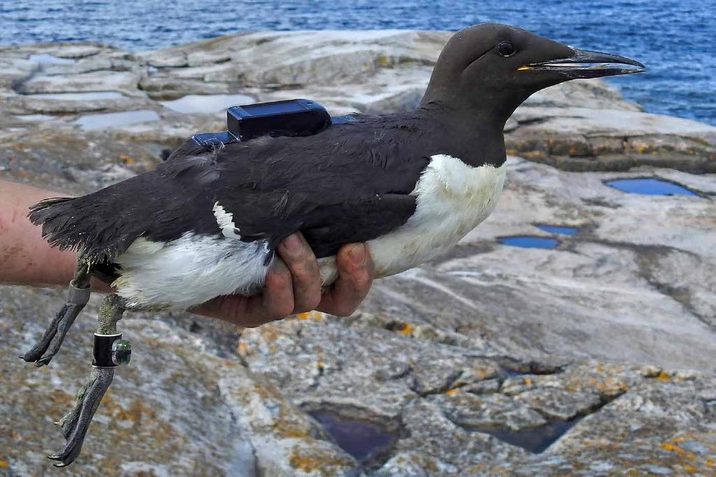 ALKFÅGLARNAS FÖDOSÖK Sillgrissla med GPS och ljuslogg. Foto Claes Kyrk.