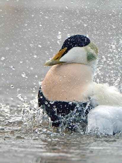 PROJEKT LEVANDE SKÄRGÅRDSNATUR startade 1985 med in ven te ringar av kustfåglar som sedan dess har genom förts varje år.