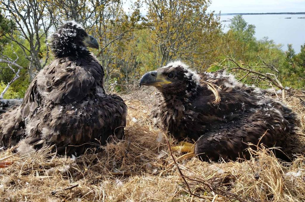 HAVSÖRN I ytterskärgårdarna har havsörnsungarna en fin utsikt från sitt bo.