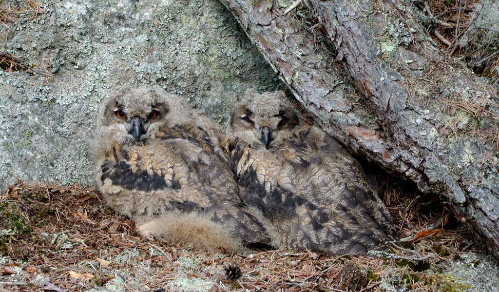 BERGUV Väl kamouflerade uvungar. Foto Anna Ehn. Återfynd rapporter under 2017 Information om ett återfynd har inkommit ovanligt sent. En ung hona från Skansen blev utsläppt i oktober 2014.