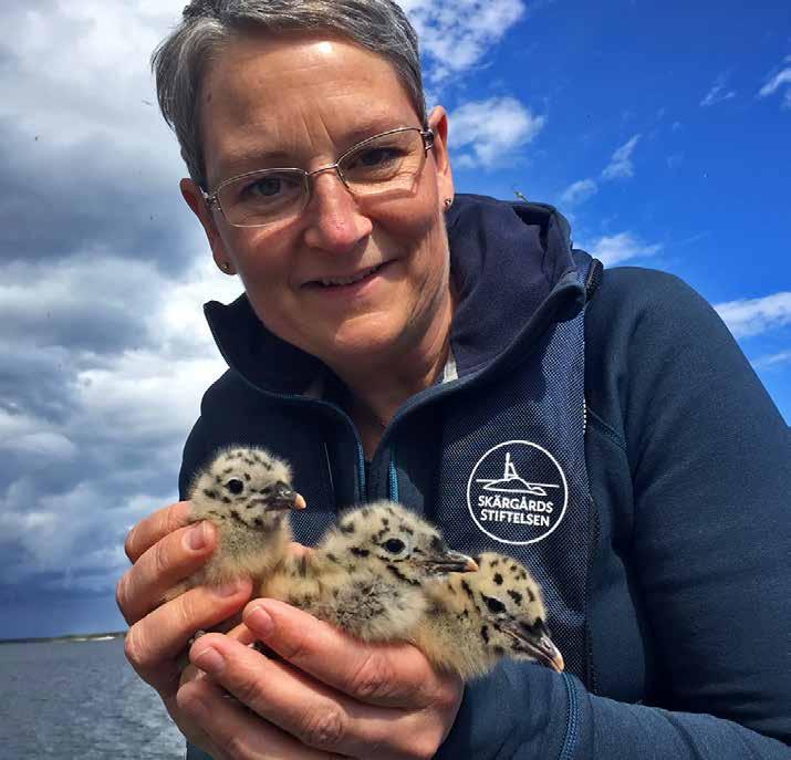 INLEDNING Levande skärgårdsnatur står inför en oviss framtid När många av skärgårdsfåglarna är på sydligare breddgrader och öarna täcks av snö, sammanställer vi ännu ett år av arbete i Levande
