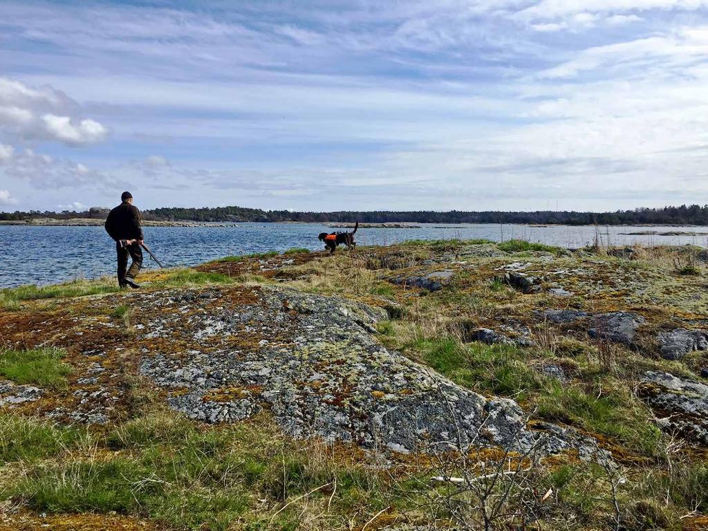 MINK Foto Petter Lundgren. Skydd av fågel Minken (Mustela vison) hör egentligen inte hemma i Sverige utan är ett mårddjur som ursprungligen kommer från Nordamerika.