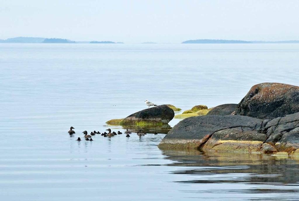 KUSTFÅGELINVENTERING Foto Sören Lindén. Hur står det till med skärgårdsfåglarna? En skärgård utan fåglar är svår att tänka sig. Fåglarna ger liv åt landskapet och ljudsätter skärgården.
