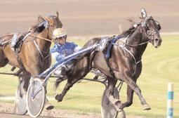Snabbaste 5-åriga h/v Snabbaste varmblod Com Maestro blixtrade till under våren med 1.12,8 med voltstart vilken gav segern i snabbastelistan. Hästen är nu exporterad till Italien.