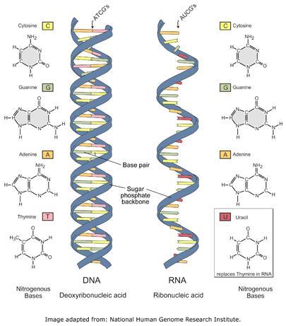 Skillnader mellan en DNA-molekyl och