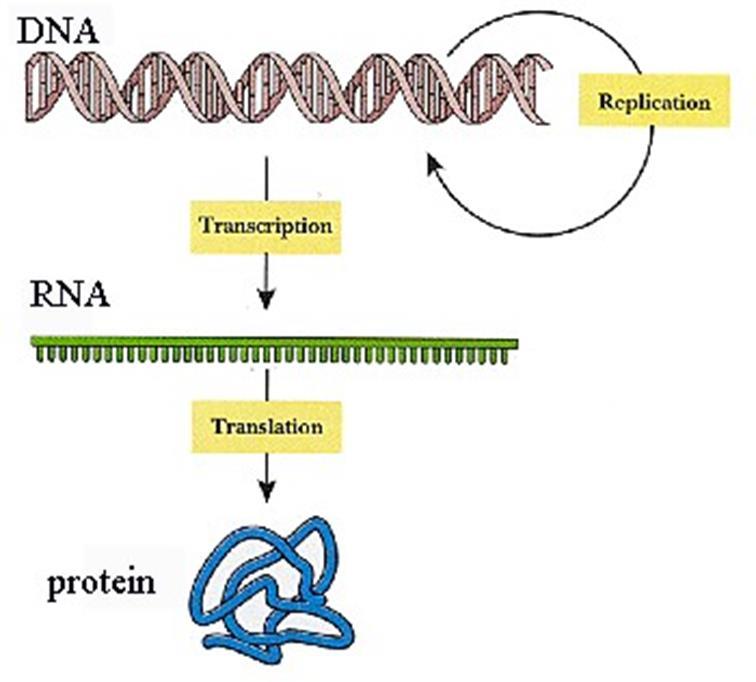 DNA-molekylen (generna) har flera uppgifter: 1. DNA-molekylen skall kopieras inför celldelningen (replikation) 2.