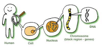 Vad bestämmer hur en organism (cell) ser ut och fungerar? Generna (arvsanlagen) och miljön Hur går det till?