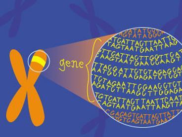 Hur en organism (cell) ser ut och fungerar avgörs av vilka proteiner som tillverkas i organismen (cellen).