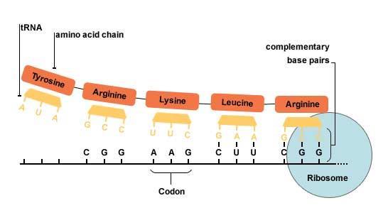 Translationen - aminosyror sätts