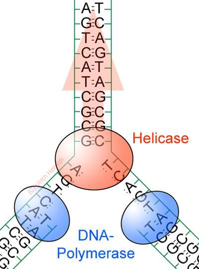 1. Ett protein (helicase) lindar upp tråden 2.