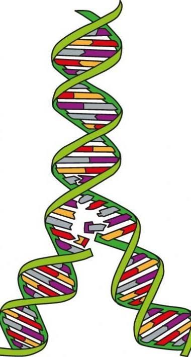 DNA