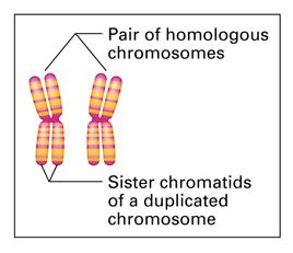 (kromosompar)