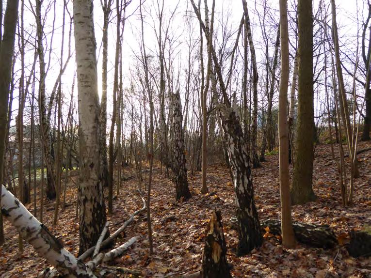 Ask Fraxinus excelsior rödlistad (EN) Naturvärdesklass: 3 påtagligt naturvärde Björkhögstubbar i objekt 2. Objekt 2.