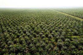 Palm oil in beauty products Analysis of ecosystem