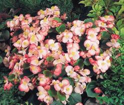 B O M BGONIA Gryphon (30 40) Bladbegonia.