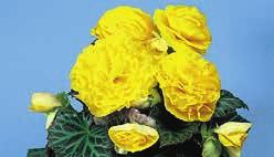 BGONIA benariensis BIG (35 45) BIG är mycket snarlik en traditionell Begonia semperflorens men skiljer sig pga sin storlek. orten BIG är en vitalare och högre typ.
