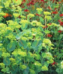 B O M BUPUUM rotundifolium Harört ttårig växt med grenigt upprättväxande växtsätt. Ca 400 frö/gr. Varje stjälk avslutas med en samling av småblommor omgivna av ett högblad.