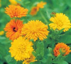 CANDUA officinalis ingblomma. ttårig. (60) Ca 15 g till 1000 plantor. Groningstid 7 12 dagar vid 18 C. Odlingstid 9 10 veckor vid ca 15 C.