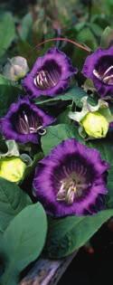 COBAA scandens Klockranka. ttårig. Klätterväxt. 1 g = 15 frön, 150 g = ca 1000 plantor.