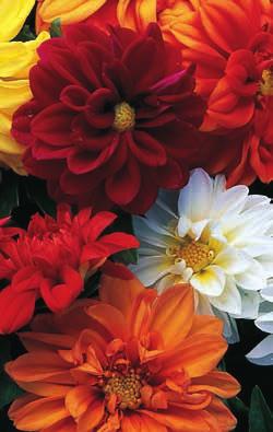 DAHIA hortensis Dahlia. ttårig. Utplanteringsväxt. Ca 15 g till 1000 plantor. Ca 100 frö/gr Groningstid 6 10 dagar vid 20 C. otal odlingstid 11 13 veckor vid 16 C. Mignon (40 50) nkelblommande.