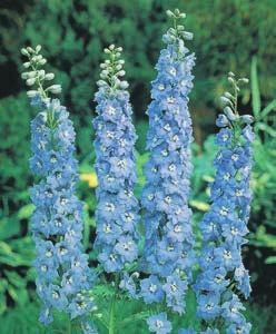 B O M Mix DPHINIUM ambiguum fl pl (consolida ajacis) omersk riddarsporre. ttårig. Användning till färsk snitt eller till torkning, ca 5 g till 1000 pl. Blomning från juli in i september.