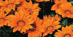 B O M Kiss Mahogny GAZANIA splendens