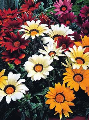731 White vit 359 732 Yellow gul 359