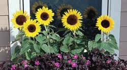 HIANHU annuus olros. Ca 100 g till 1000 plant. Groningstid 7 14 dagar vid 15 20 C. ör bästa hållbarhet till snitt, skörda stjälkarna på morgonen eller när blommorna är nyutslagna och unga.