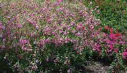 B O M Perfume White Perfume ime Perfume Blue Perfume ed Perfume Bright ose NICOIANA sanderae gruppen Blomstertobak. (). tttårig. Ca 1/4 g till 1000 plantor. Groningstid 7 14 dagar vid 20 24 C.