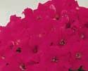 PUNIA hybrida grandiflora nana våfärgade 1 (25)