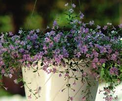 UA (BACOPA) cordata nöflinga. () ttårig. Utplanteringsväxt som lämpar sig utmärkt till amplar, balkong lådor och planteringskärl.